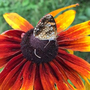 Meet your Posher, Lakin